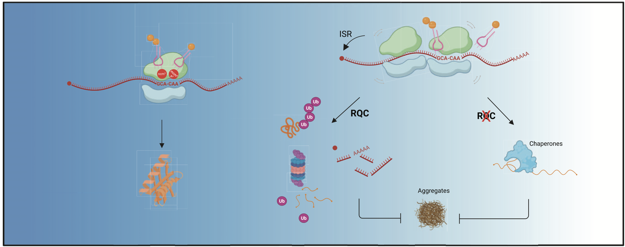 Graphical abstract
